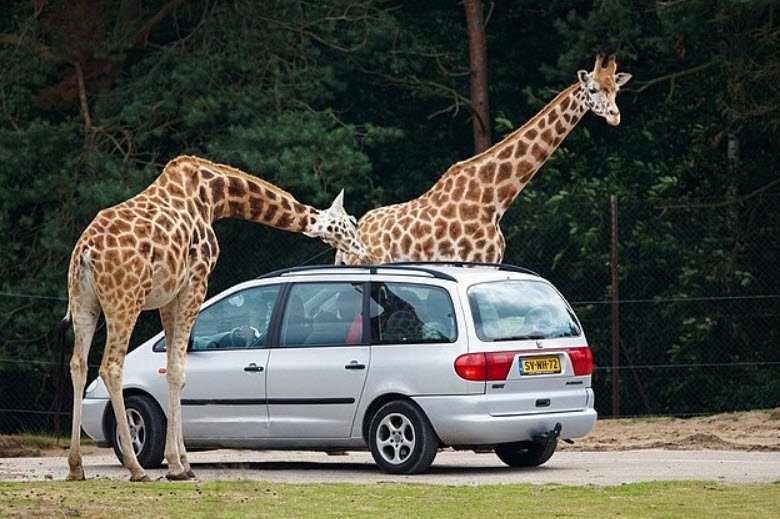 Safari Land, United States